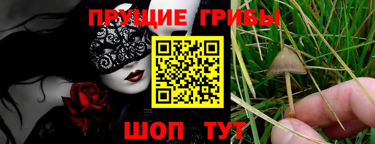 Галлюциногенные грибы Psilocybe  Вход с VPN  Будённовск 